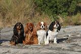 CAVALIER KING CHARLES 001
